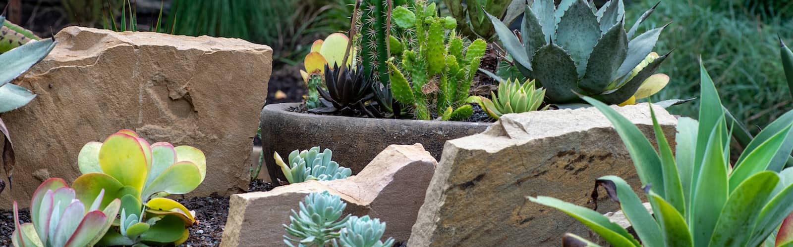 On the Rocks: A Scree & Crevice Garden Tour