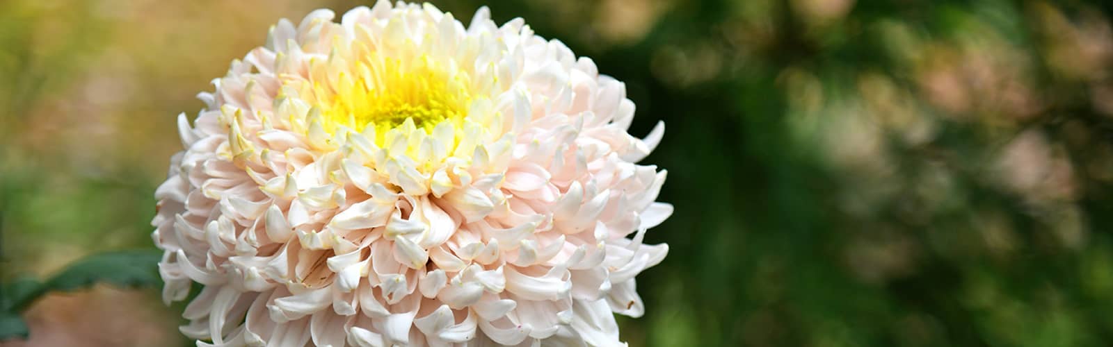 A Festival of Fabulous Mums