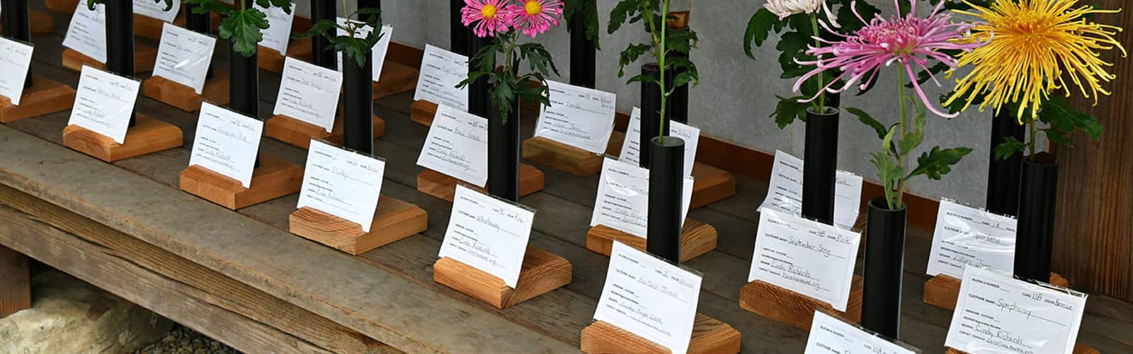 A Festival of Fabulous Mums