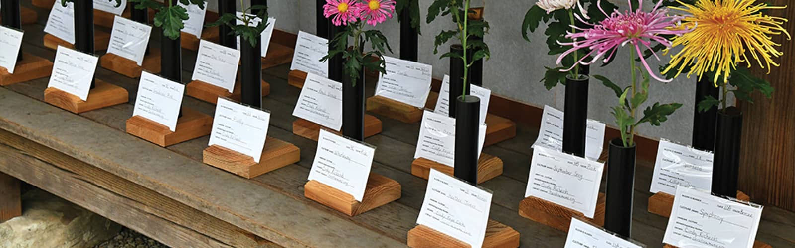 Festival of Fabulous Mums: The 13 Classes of Rare & Heirloom Chrysanthemums with Margie Case