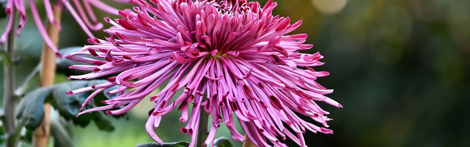 A Festival of Fabulous Mums
