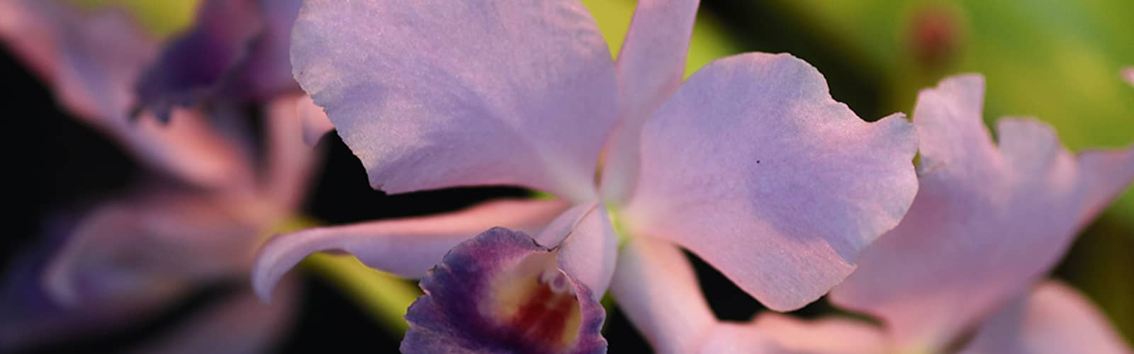 Triangle Orchid Society Fall for Orchids Show