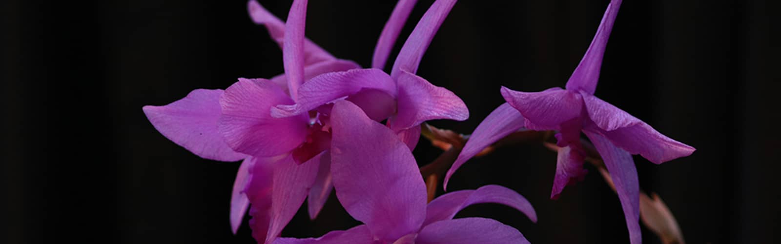 Triangle Orchid Society Fall for Orchids Show