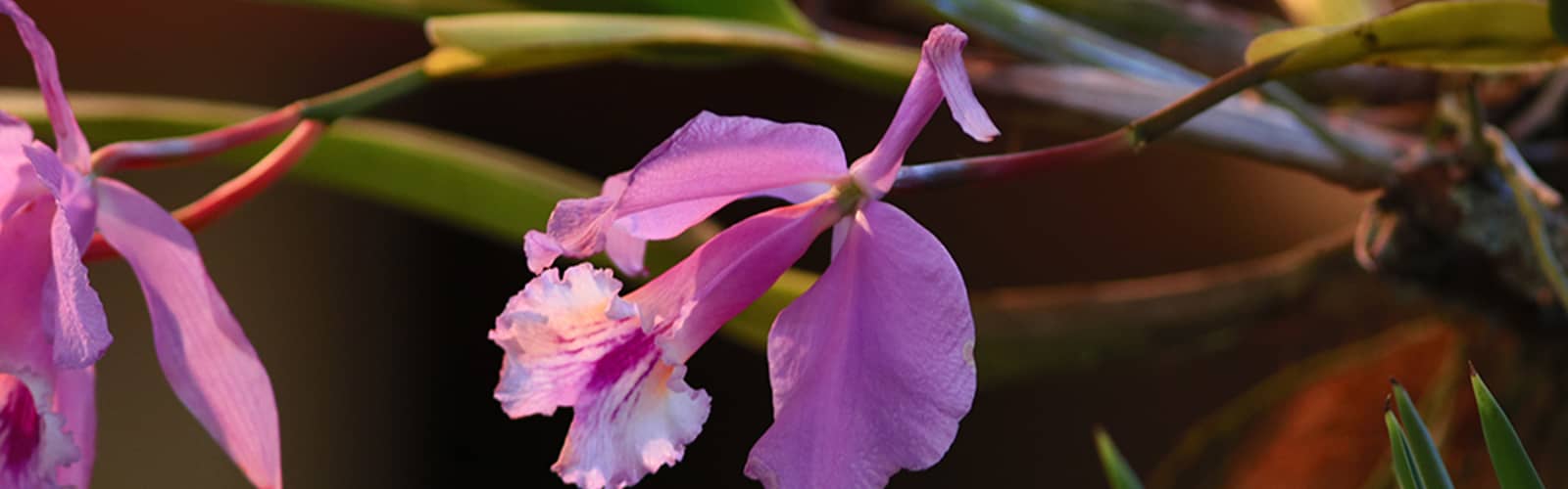 Triangle Orchid Society Fall for Orchids Show