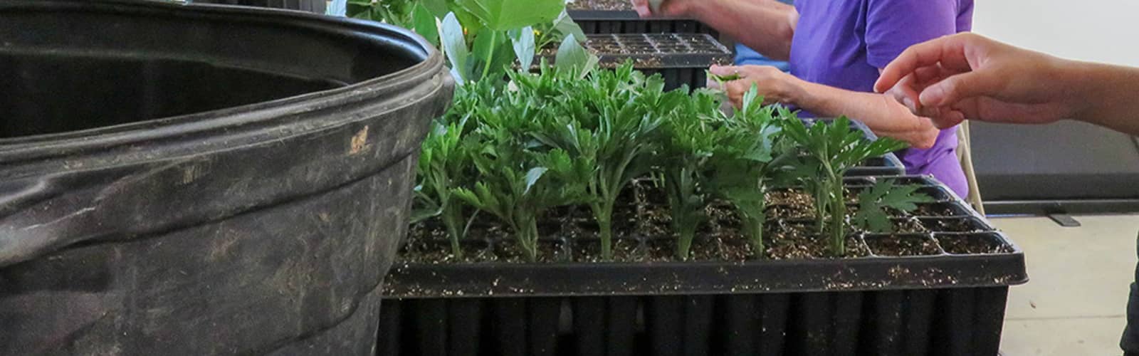 Plant Propagation: Growing New Plants from Cuttings
