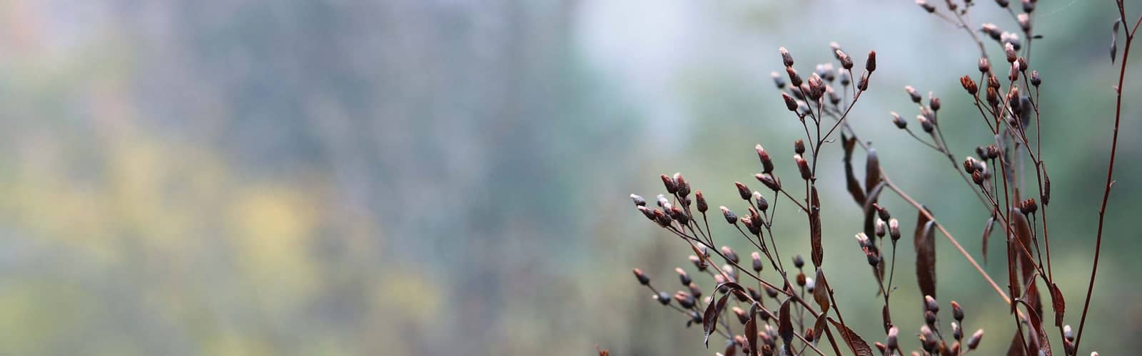 Rethinking Seasonal Cleanup: Why Less Can Be More for Wildlife (in person)