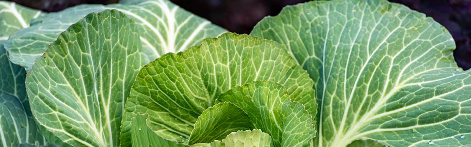 Seed Starting for Fall and Winter Vegetables