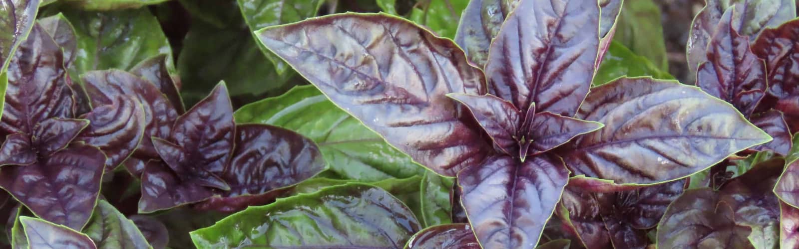 Developing Reverent Relationships with Plants: Herbal Stovetop Potpourri