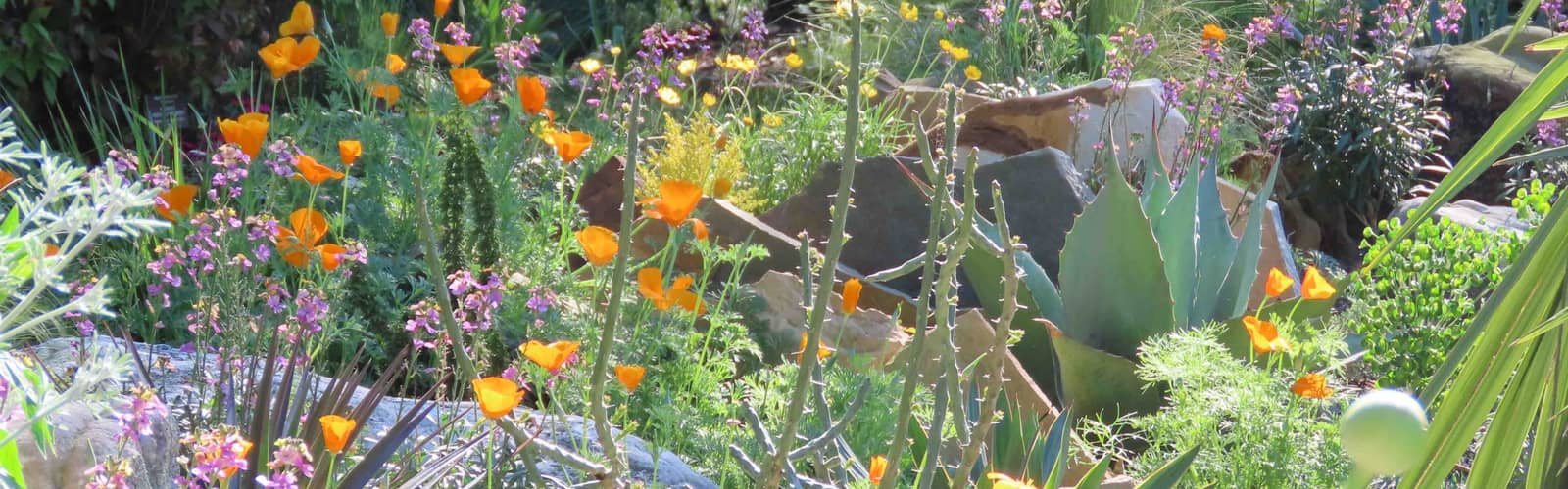 Botany Spotlight: Amazing Plant Adaptations to Terrestrial Environments