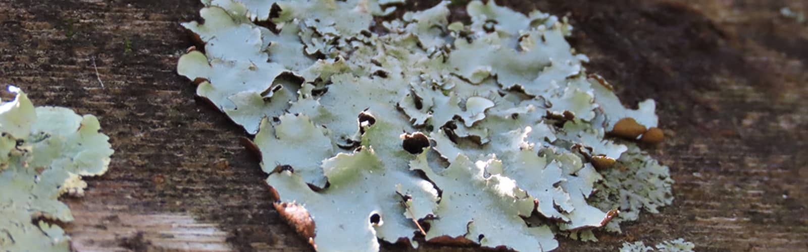Botany Spotlight: Lichen