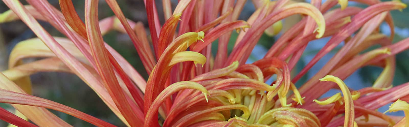 Festival of Fabulous Mums: Basic Floral Design with Patty Stimell (Sat.)