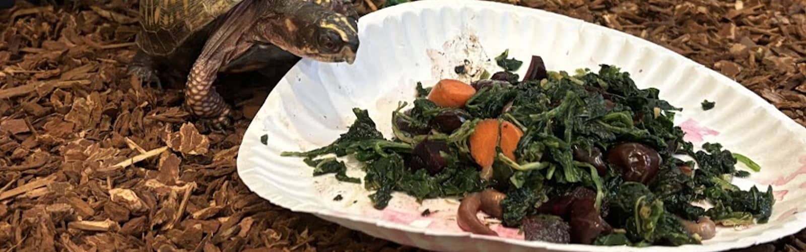 Critter Feeding!