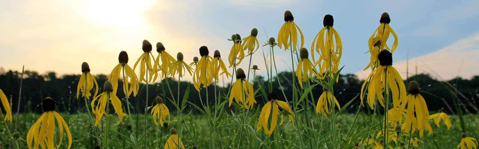ROOTED IN NATURE CLUB: Wildflower Walk