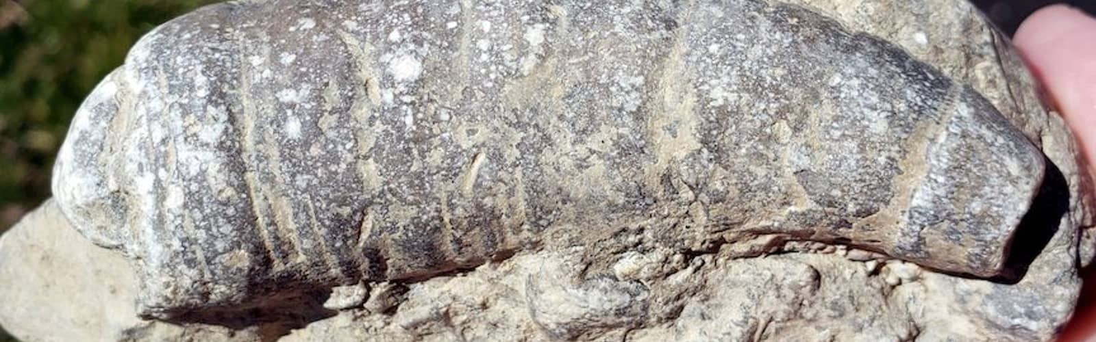 NATURE DISCOVERY: Fossil Hunters