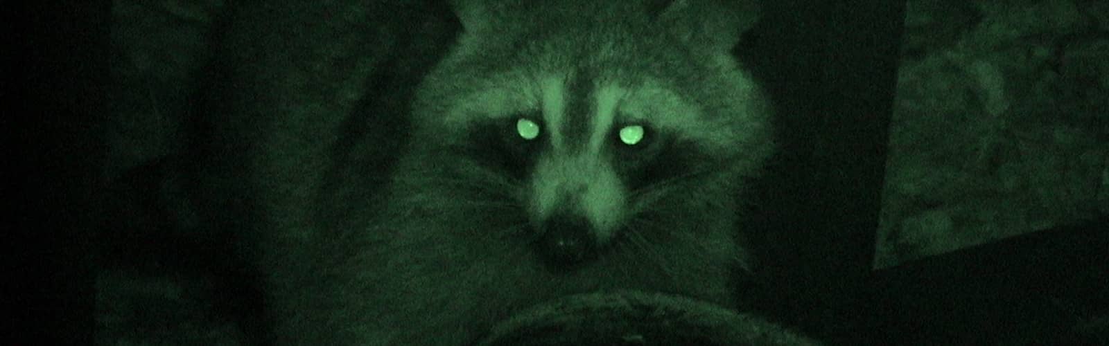 ROOTED IN NATURE CLUB: Night Hike