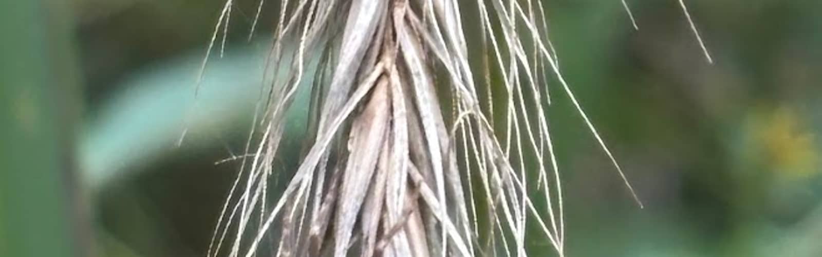 Seed Gathering & Dispersal