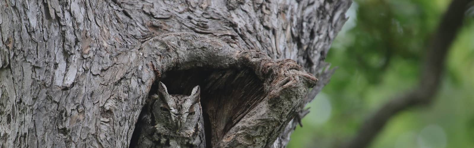 NATURE DISCOVERY: Owl Pellets