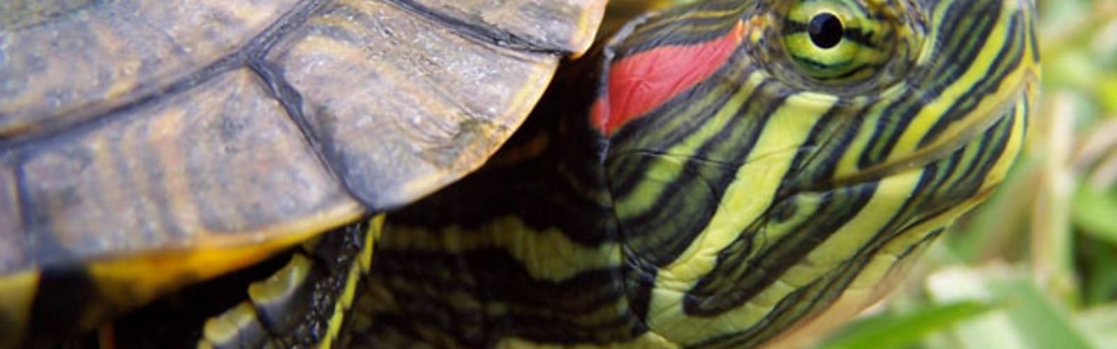 TADPOLE TIME: Scales and Scutes!