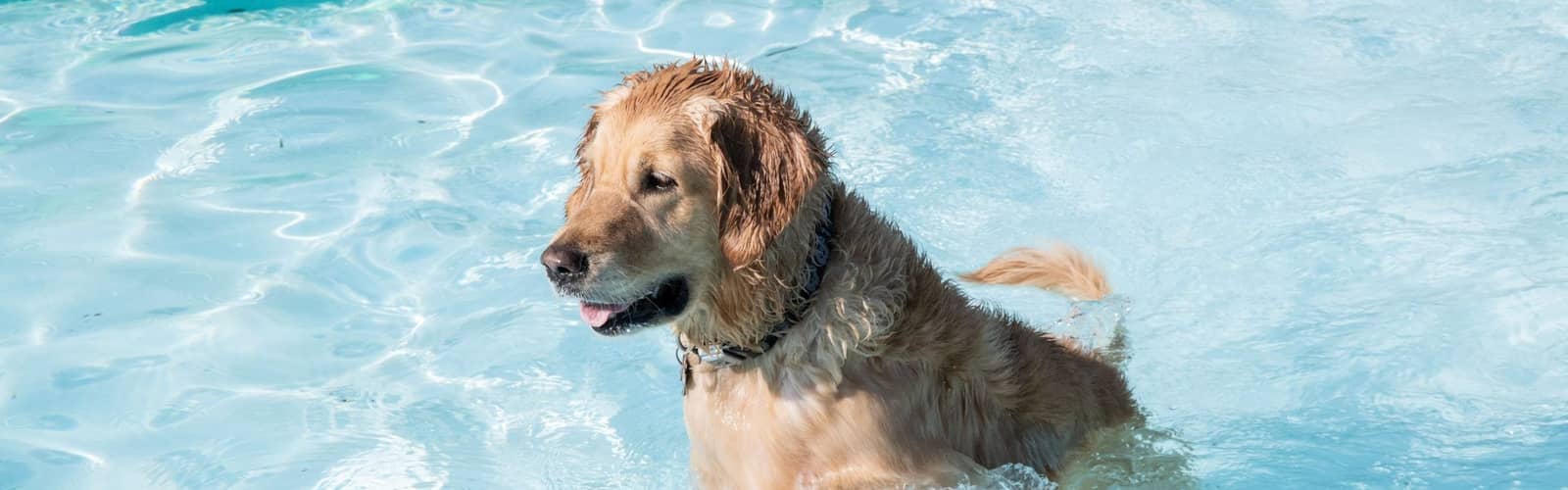 Soggy Doggy Swim Time