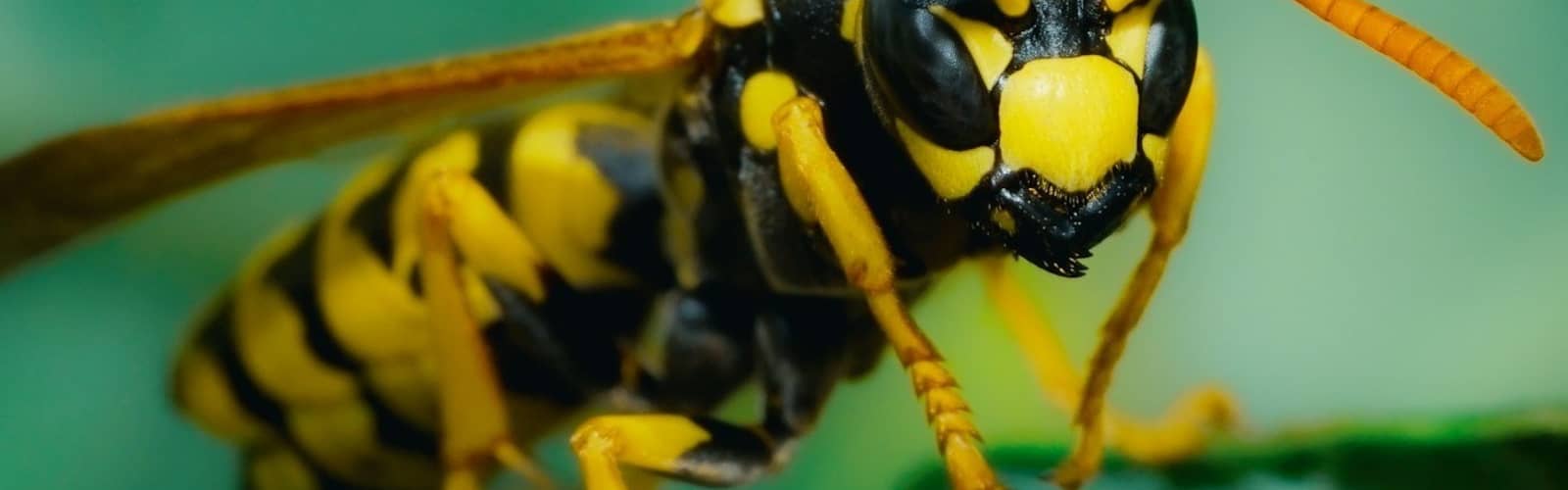 Wasps: The Astonishing Diversity of a Misunderstood Insect