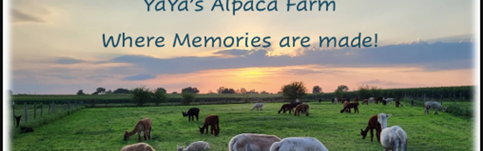 Alpacas After Hours: Rewind & Unwind