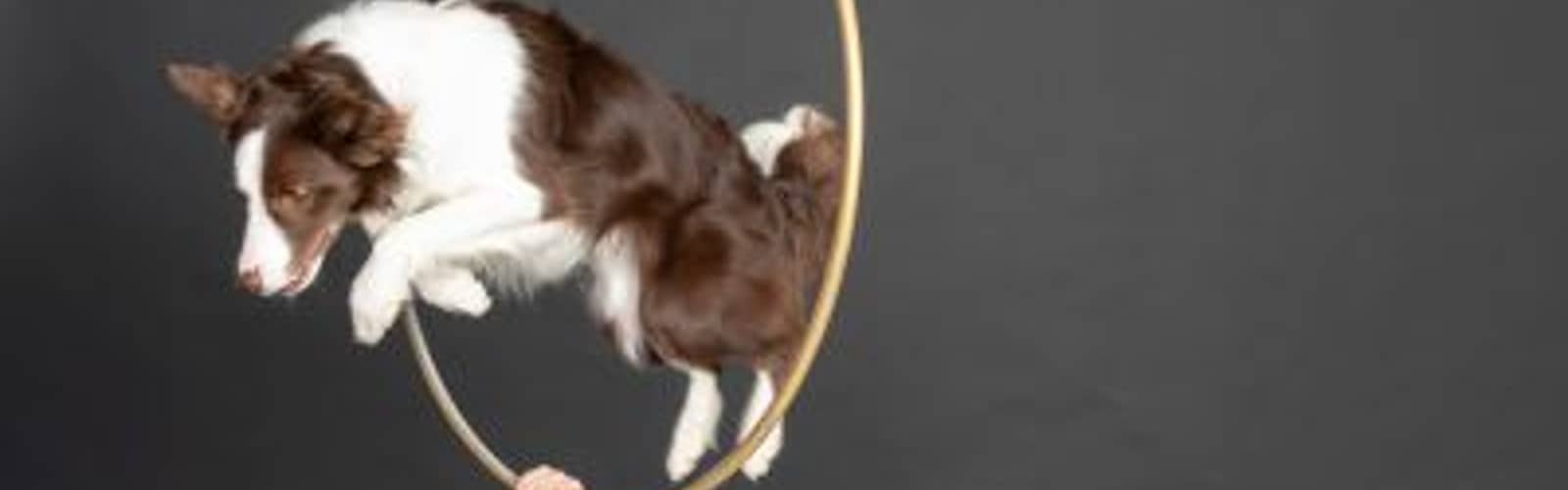 Mutts Gone Nuts – Unleashed