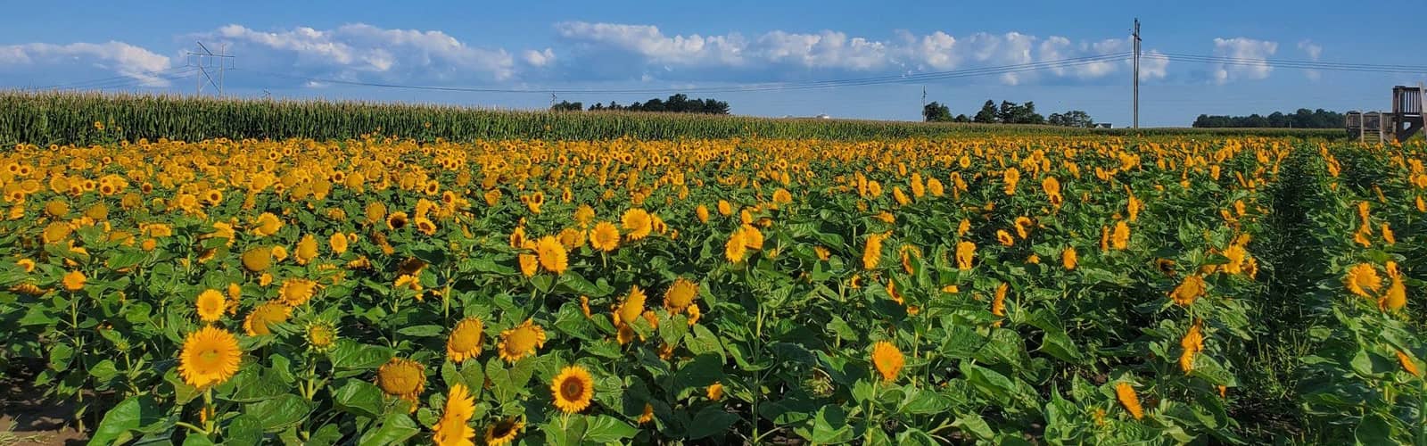 Stuckey Farm Sunflower Festival