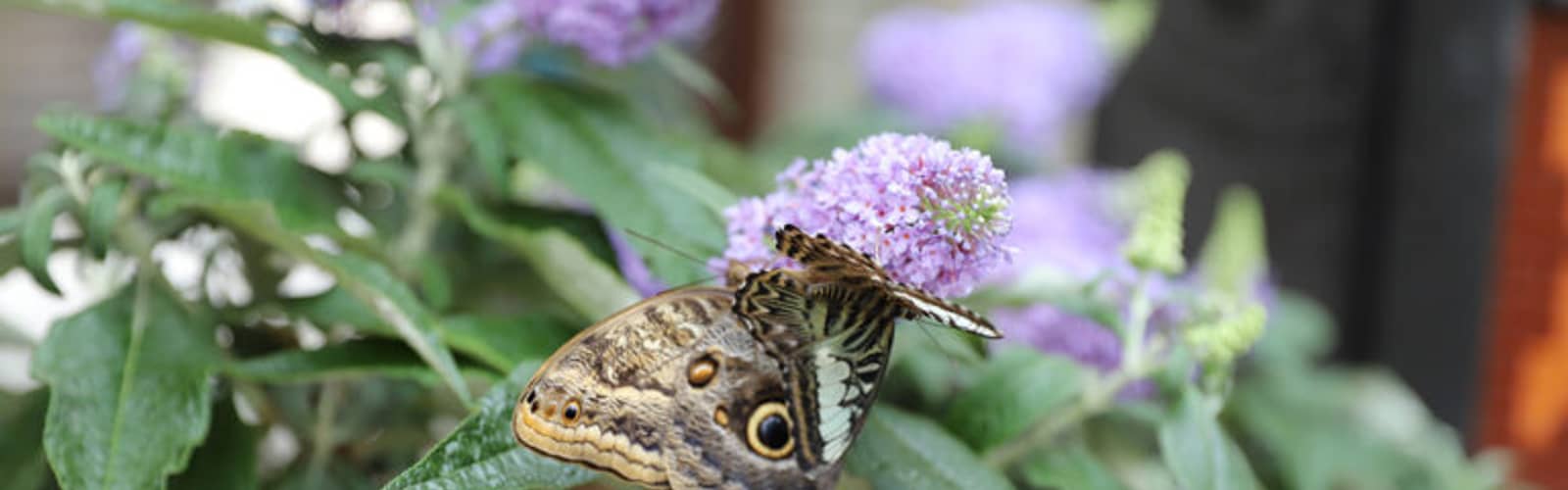 Festival of Butterflies at Powell Gardens