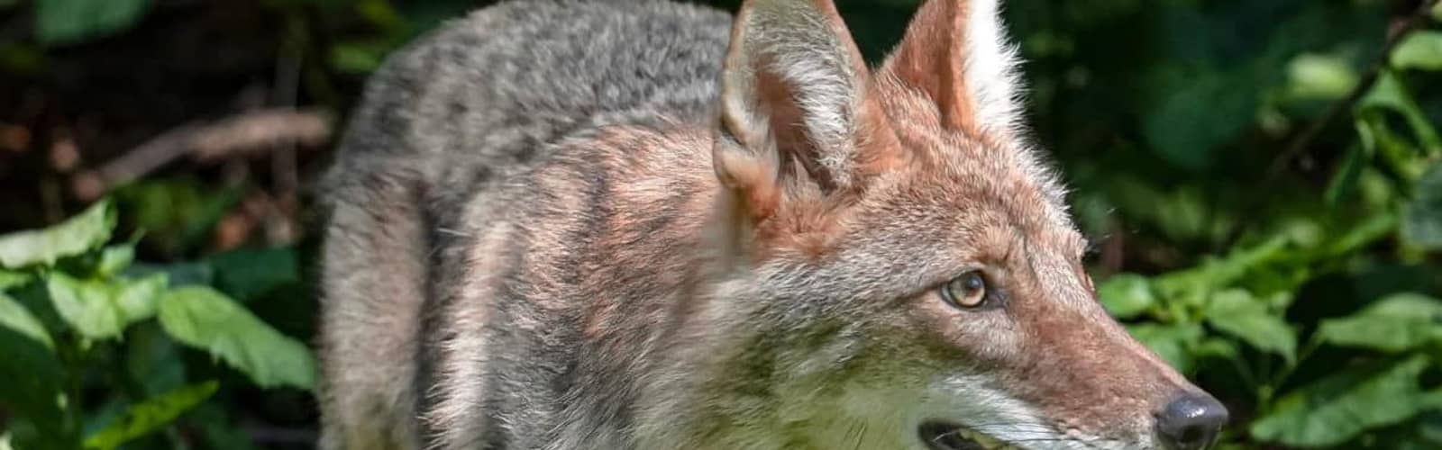 Cocktails & Coyotes