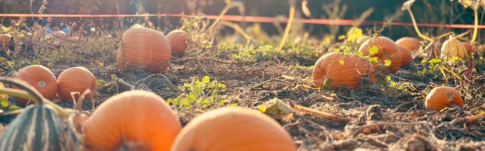Pumpkin Palooza at Glacier Rock Farms