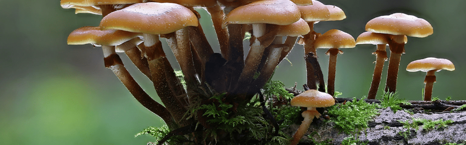 Western PA Mushroom Club – Frick Environmental Center