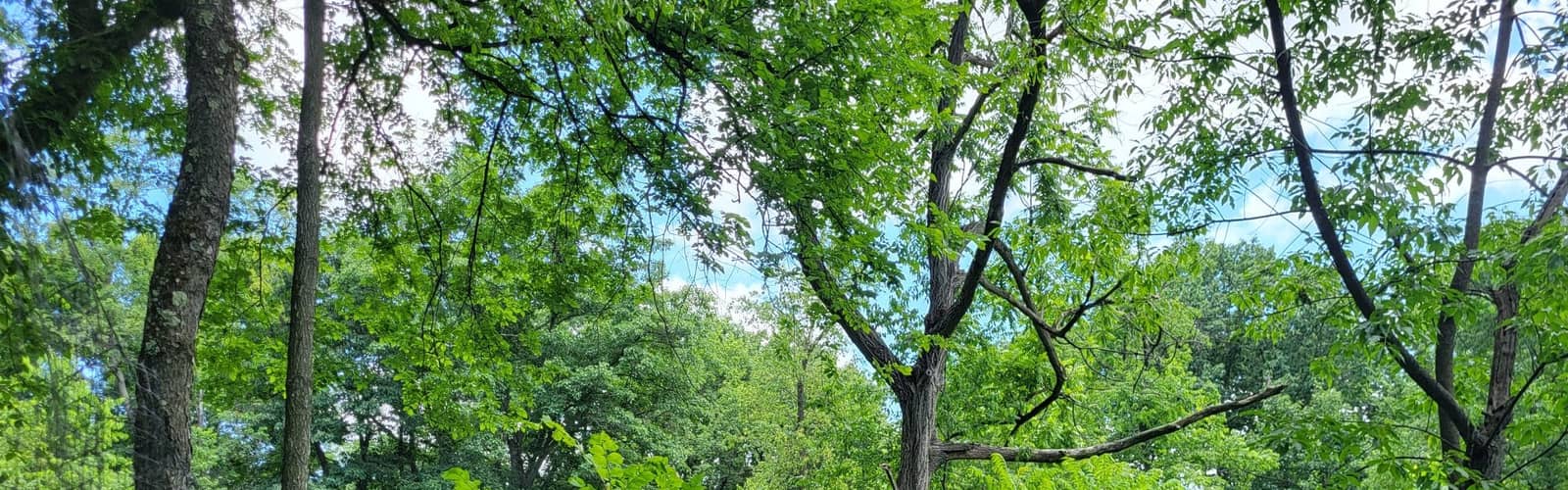 Frick Park Stewardship Days