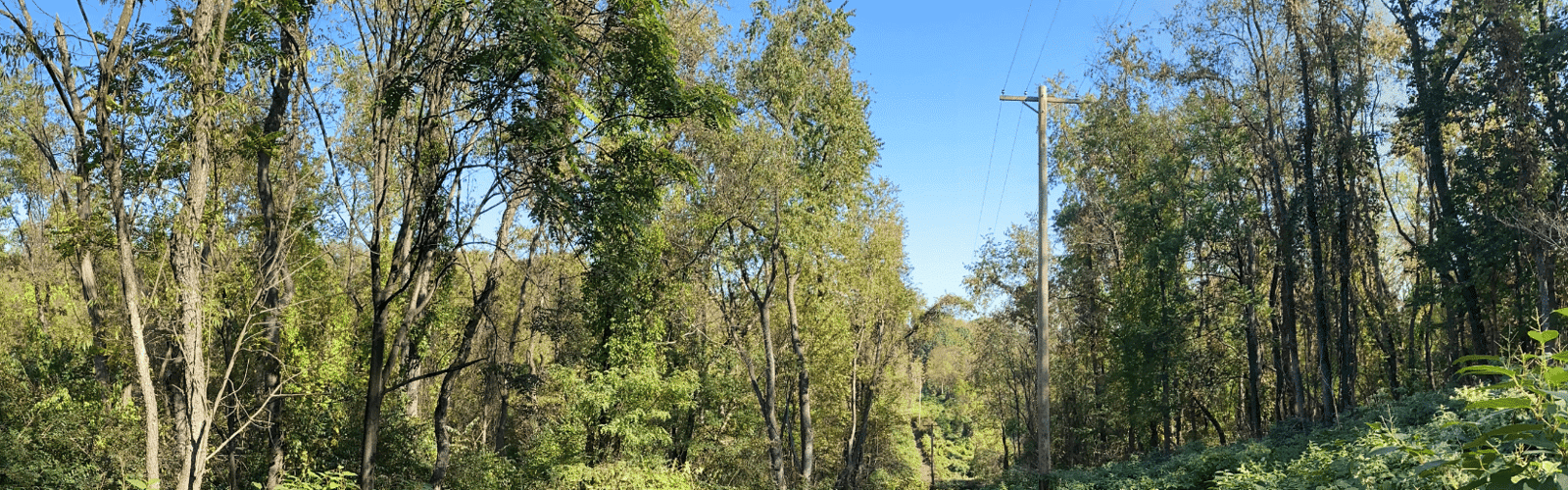 Stewardship Days – Hays Woods Park