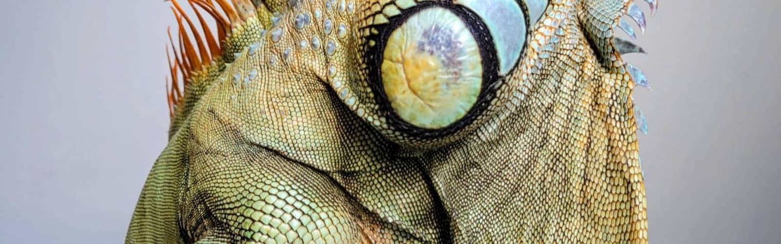 Animal Encounters at the Schenley Park Visitor Center