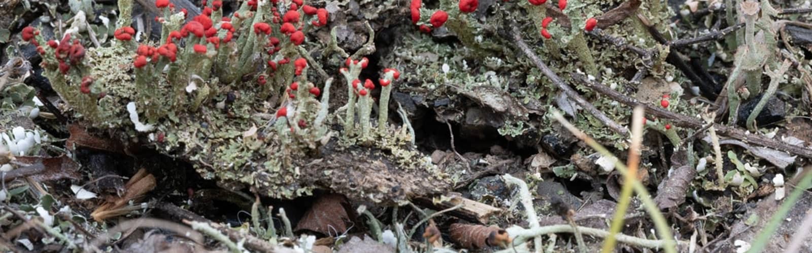 Trail Tour in Hays Woods Park – Lichens and Air Quality