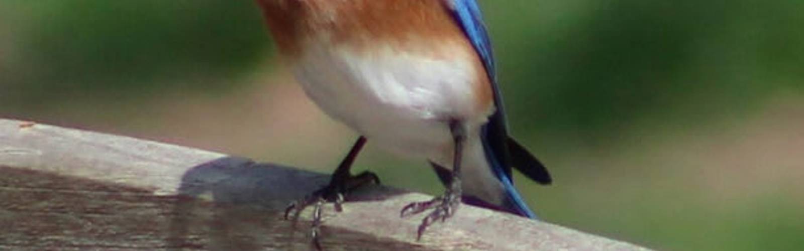 Become a Birding Citizen Scientist