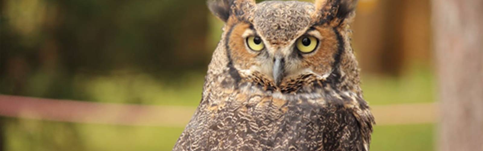 Creatures of the Night: Screech Owl Prowl