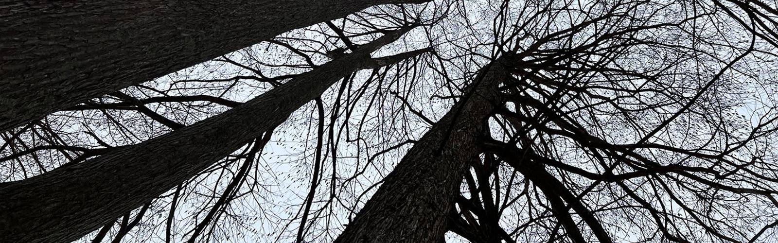 Winter Tree Mysteries