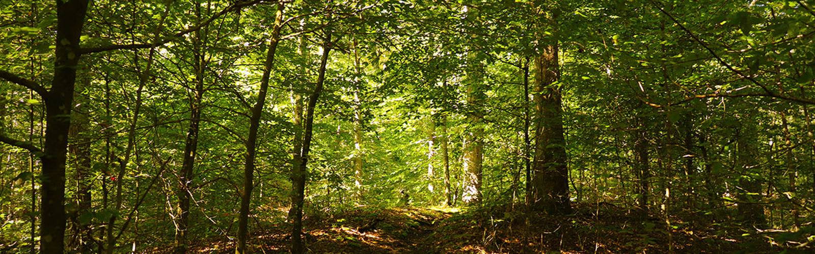 Teenage Homeschool Hike