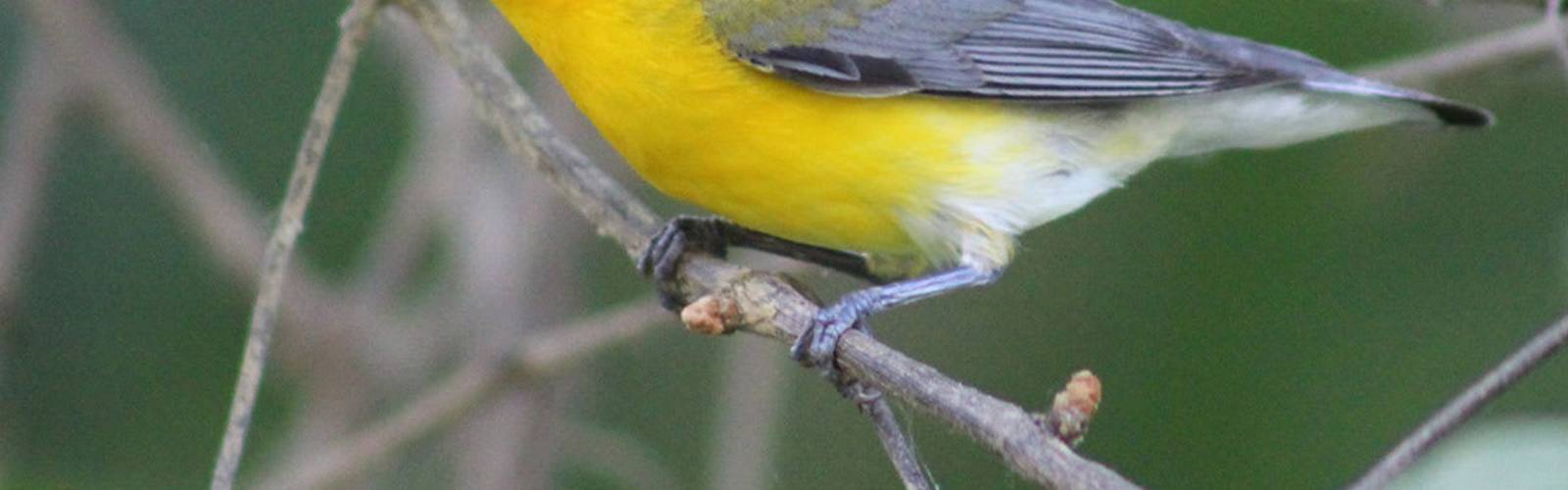 Lake Nevin Bird Walk