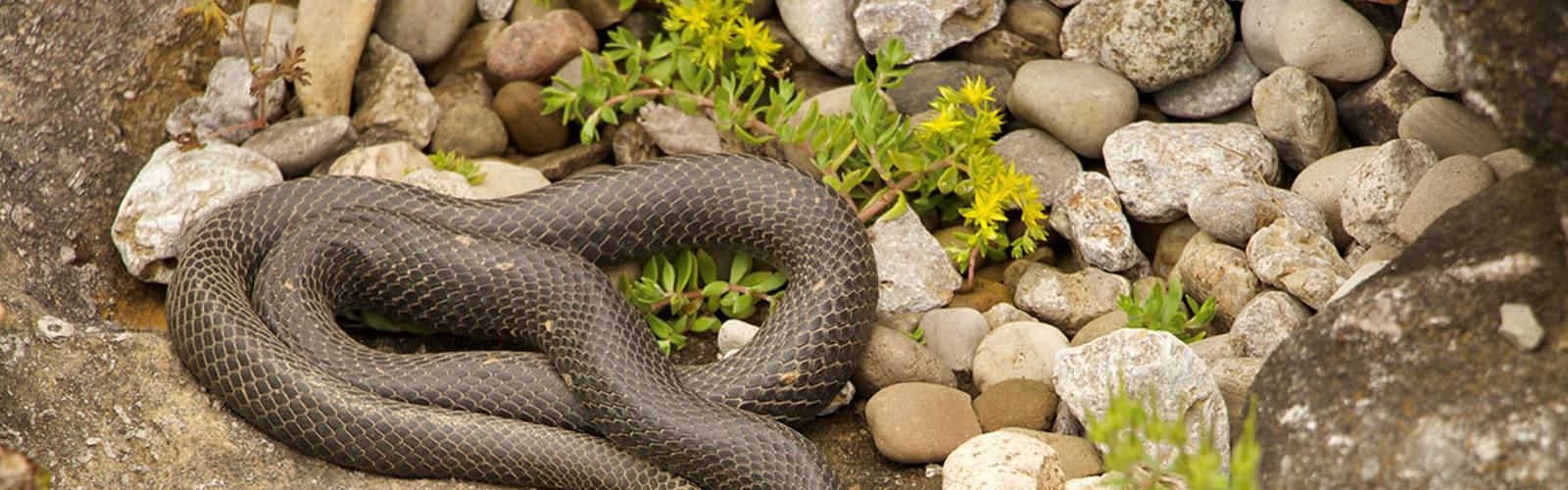 Snakes: Tree Tales and Tall Tales