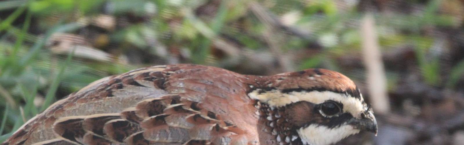 Birds of the Prairie Pop-Up
