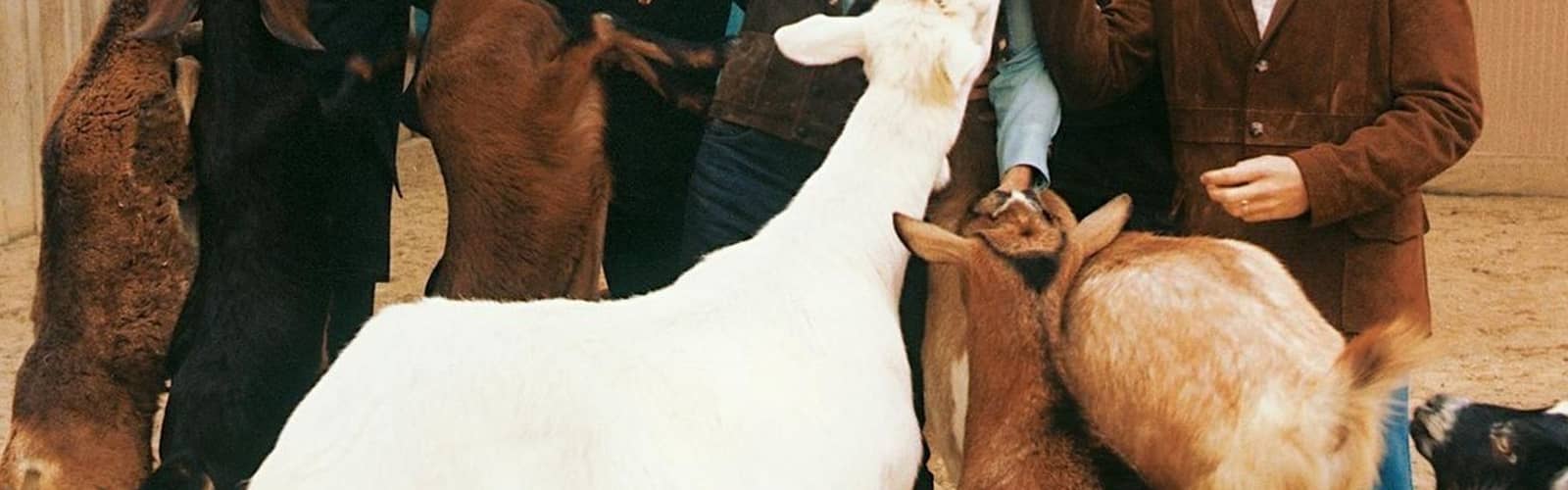 PET SOUNDS - Tribute To The Beach Boys