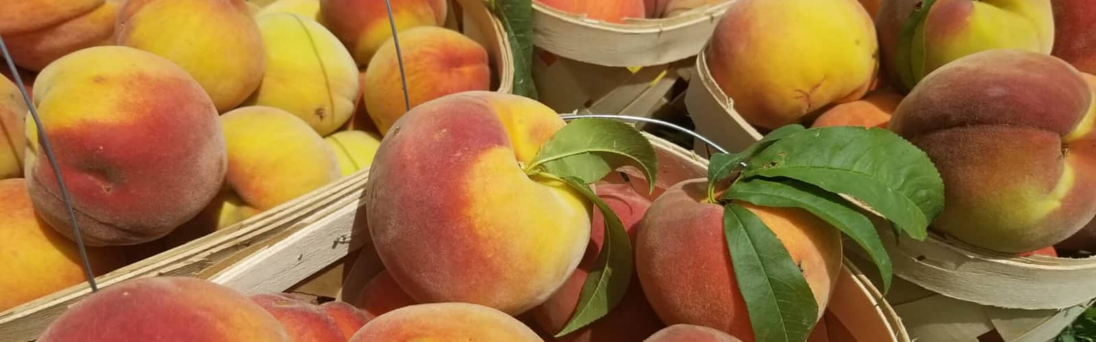 Taste & Tour the Orchard