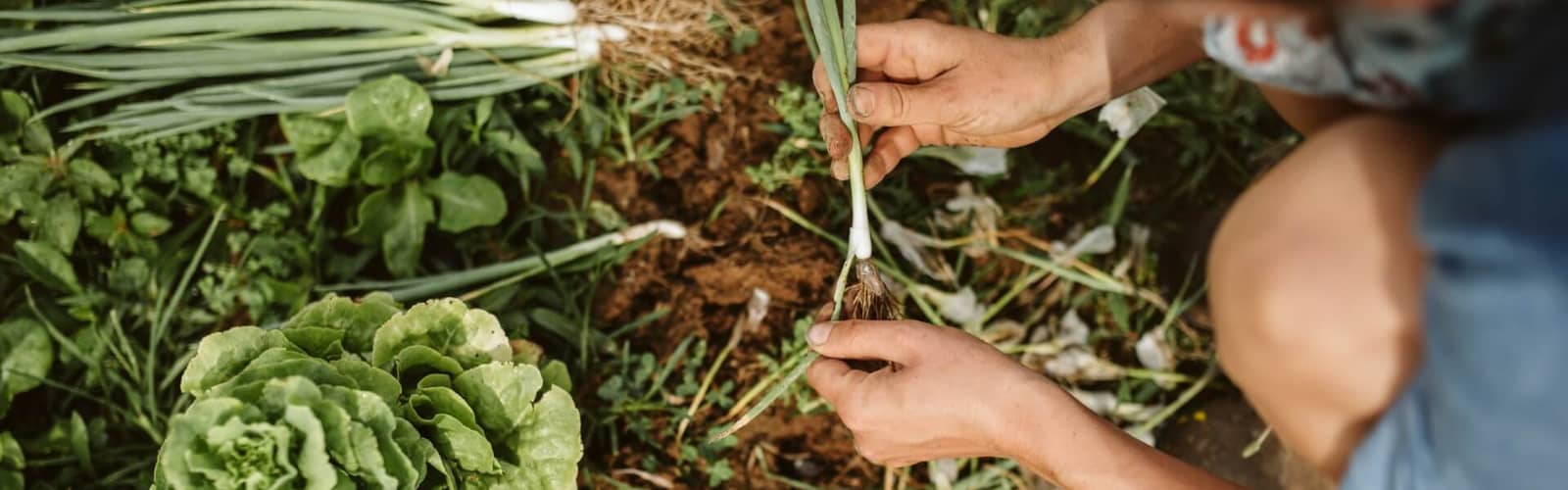 The Farm Supper | Southall Farm & Inn