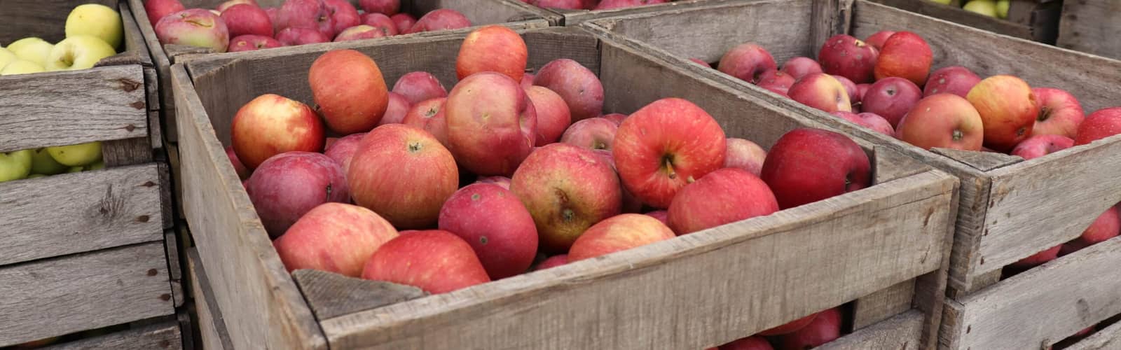 Apple Weeks at the Historic Village