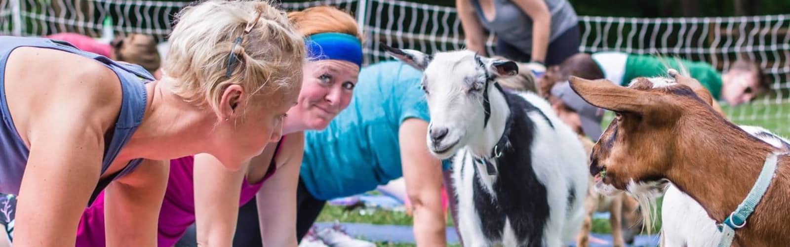 Goat Yoga