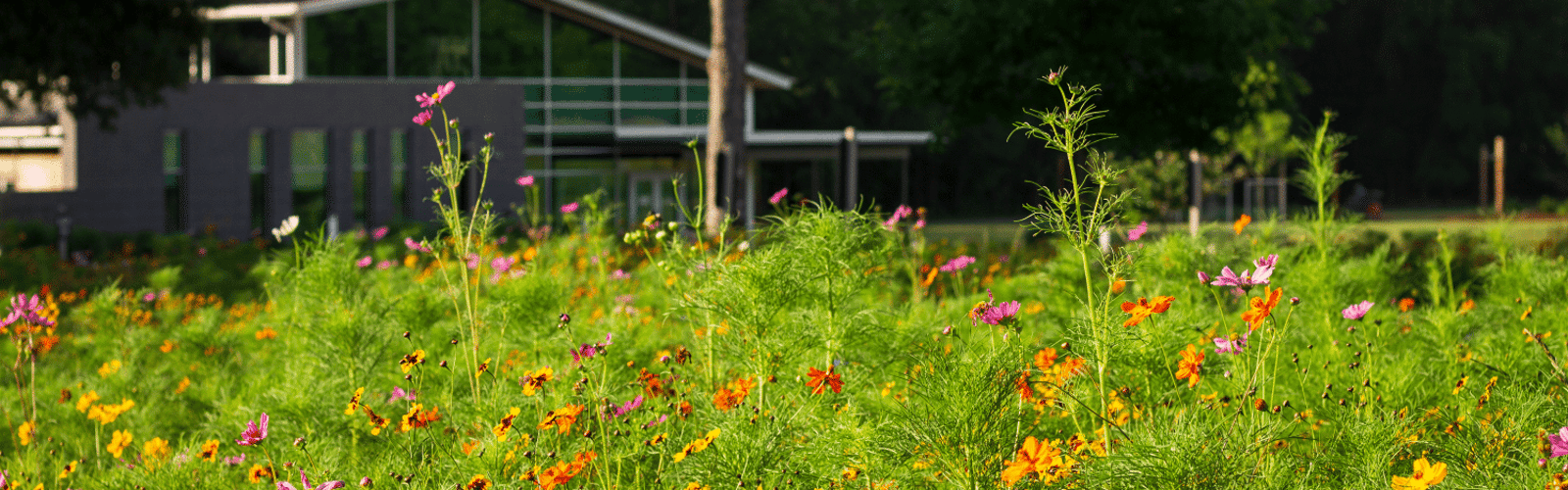 Get to Know the Greenway Van Tour