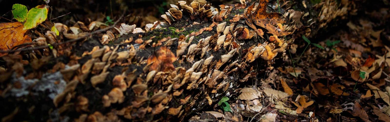 Master Naturalist Advanced Training: Fungi and Their Decomposing Allies