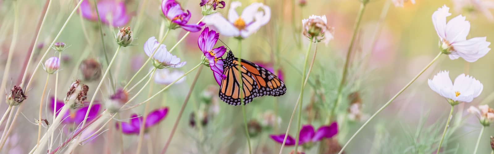 Backyard Habitat Workshop with South Carolina Wildlife Federation